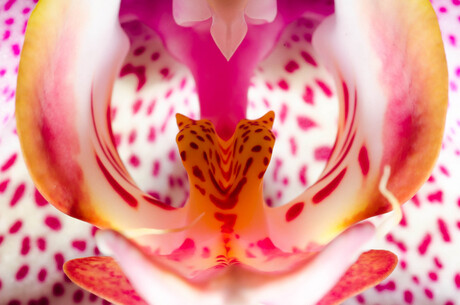 orchidee close-up