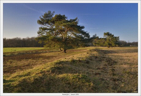 Mandjefjild... solitaire grove Den - Landweer