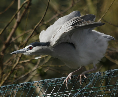 Vreemde Vogel