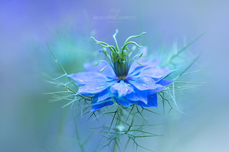 Juffertje in het groen (Nigella)