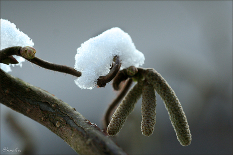 sneeuw op hazelaar....