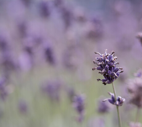 Lavendel