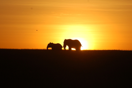 Elephants in the sunset