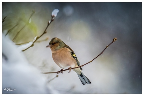 Vink in sneeuw