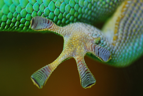 Pootje van een gekko