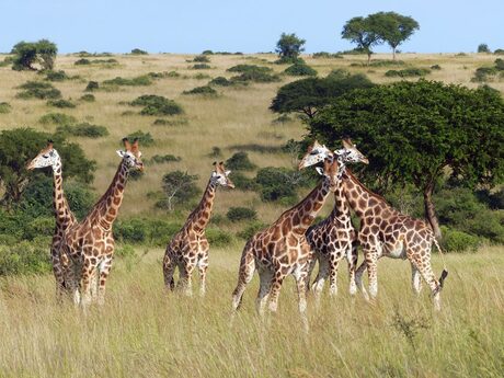 Giraffes