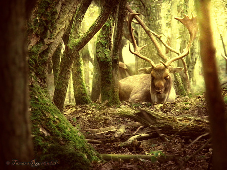 King of the Forest