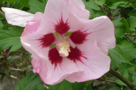 Hibiscus bloem