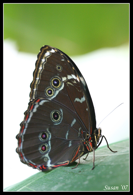 Blue Morpho vlinder