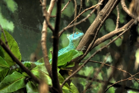 Groene Basilisk