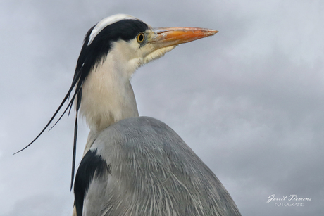 Blauwe Reiger