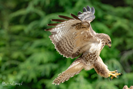 Buizerd komt aanvliegen