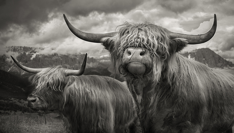 Zuid-tirolse Highland cows