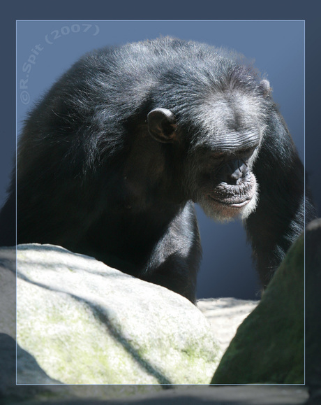 Chimpansee