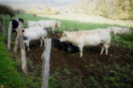 sfeerbeelden in de Belgische Ardennen