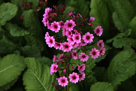 Primula