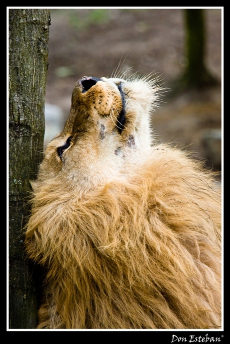 Relaxing Lion