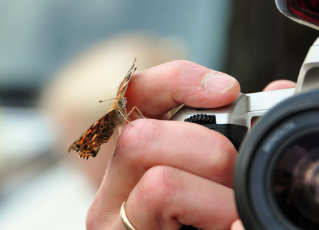 Vlinder op fotograaf