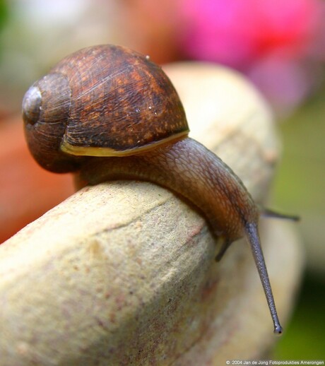 huisjesslak op bloempot