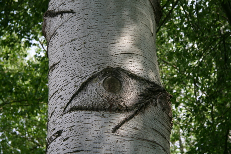 a eye in the tree