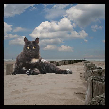 cat on the beach