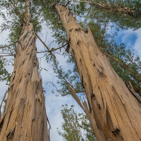 Eucalypthus bomen USA