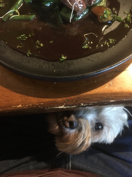 Hond onder tafel