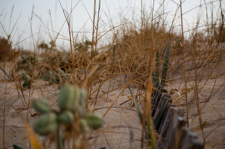 Hekje in de duinen