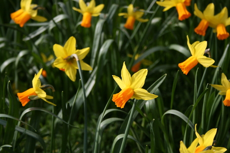 Yellow spring in winter