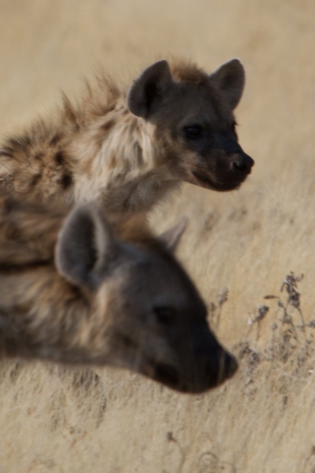 Hyena's