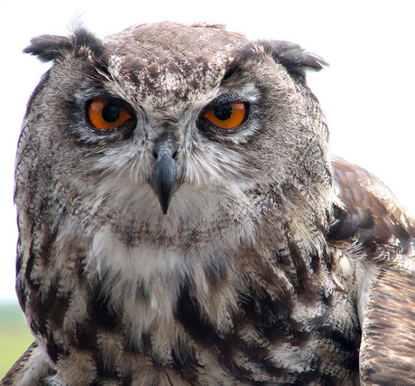 de Uil zat (later) in de olmen ...