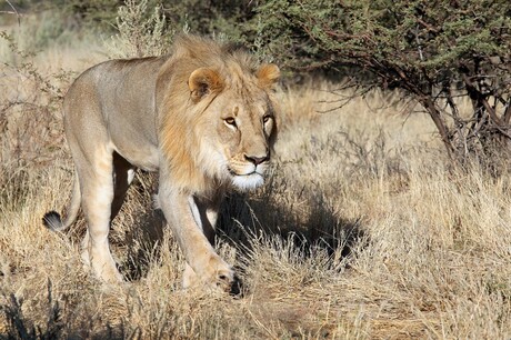 Kavita lion lodge 1 namibie