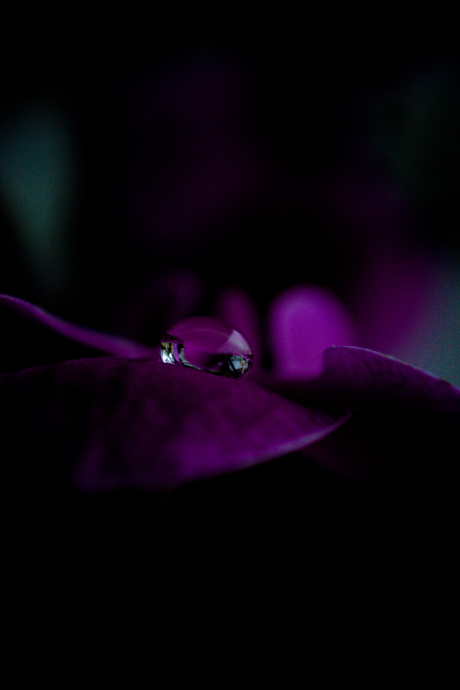 Water on a leaf