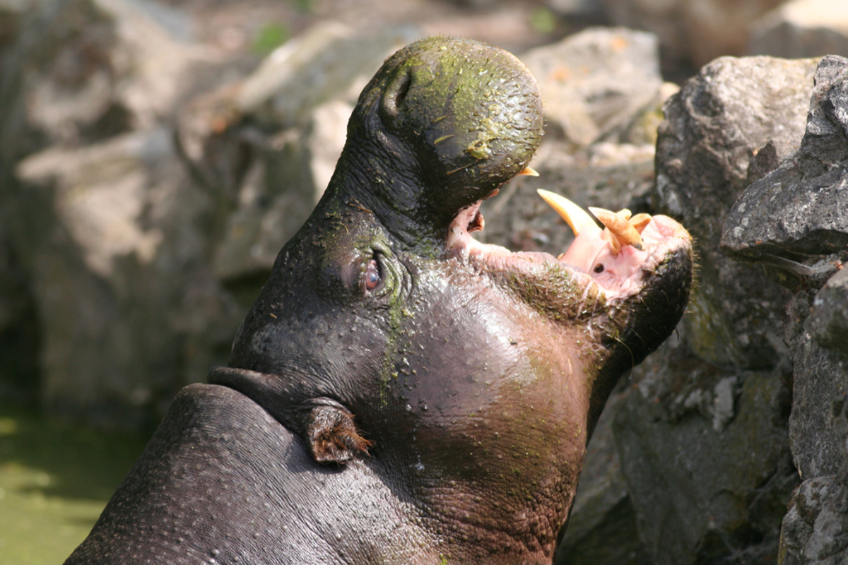Speciaal hoekpunt lekken baby nijlpaard - foto van lukske - Dieren - Zoom.nl
