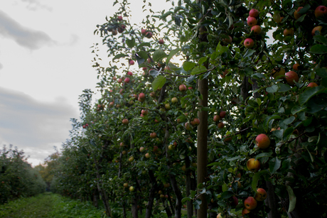 Appeltjes van (Oranje)