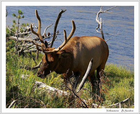 wildlife Yellowstone