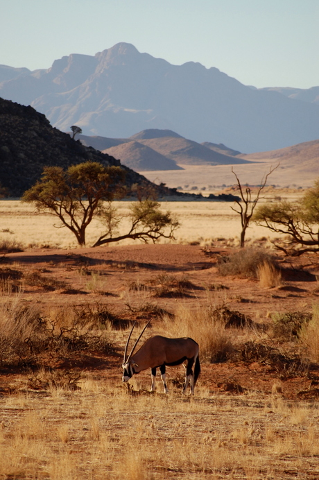 steenbok