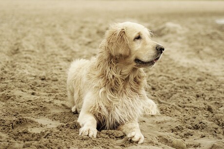 hond in het zand