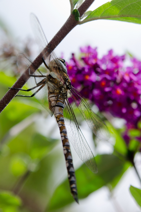 Libelle in de tuin