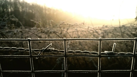 focus on the barbed wire