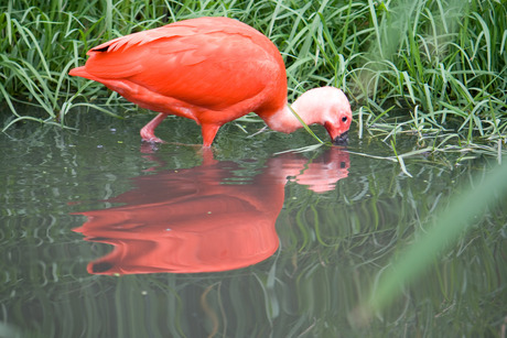 Een rode ibis