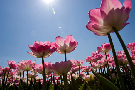 Tulp in de zon