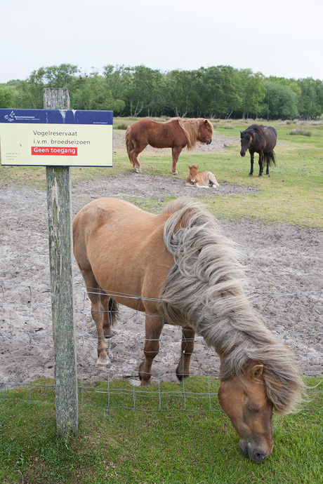 Paarden op Schiermonnikoog