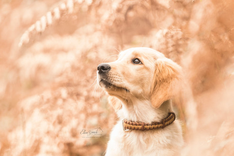 Golden puppy