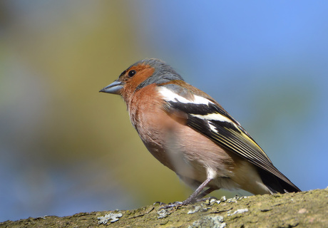 Vink (man)