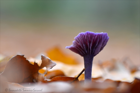 Beauty in het beukenbos