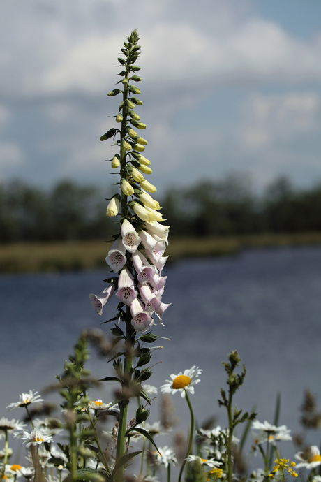 Digitalis