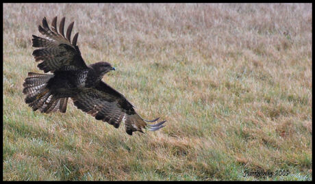 buizerd in de vlucht