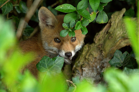 jonge vos met maaltijd