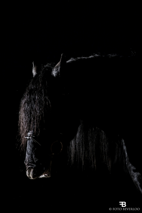 Night horse